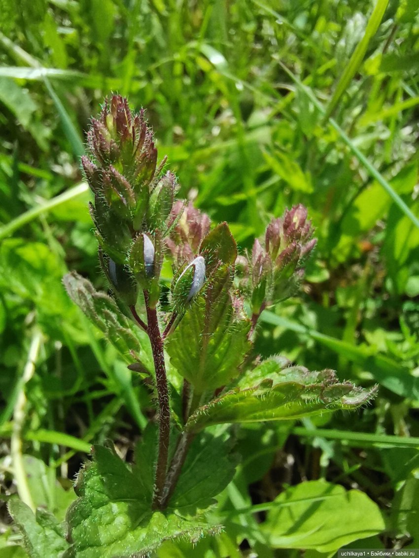 Мирка и Ко. День на природе