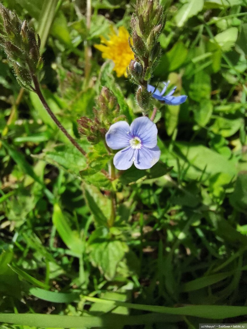Мирка и Ко. День на природе (фото 7)