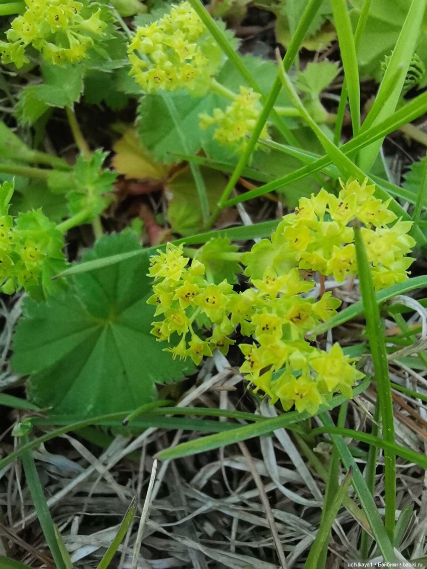 Мирка и Ко. День на природе