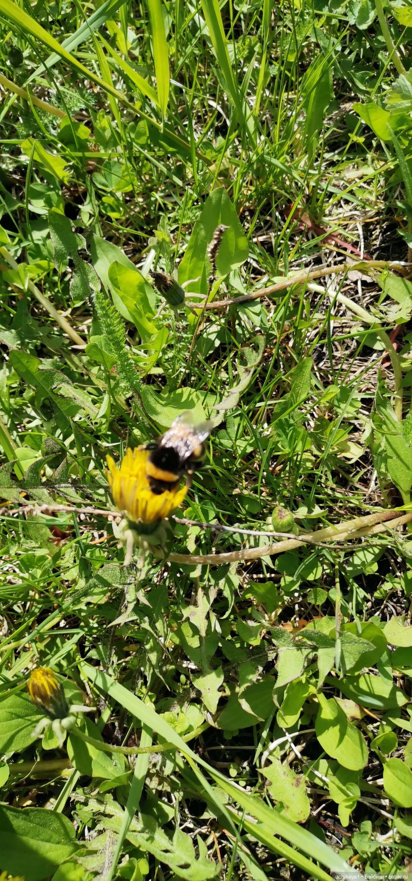 Мирка и Ко. День на природе