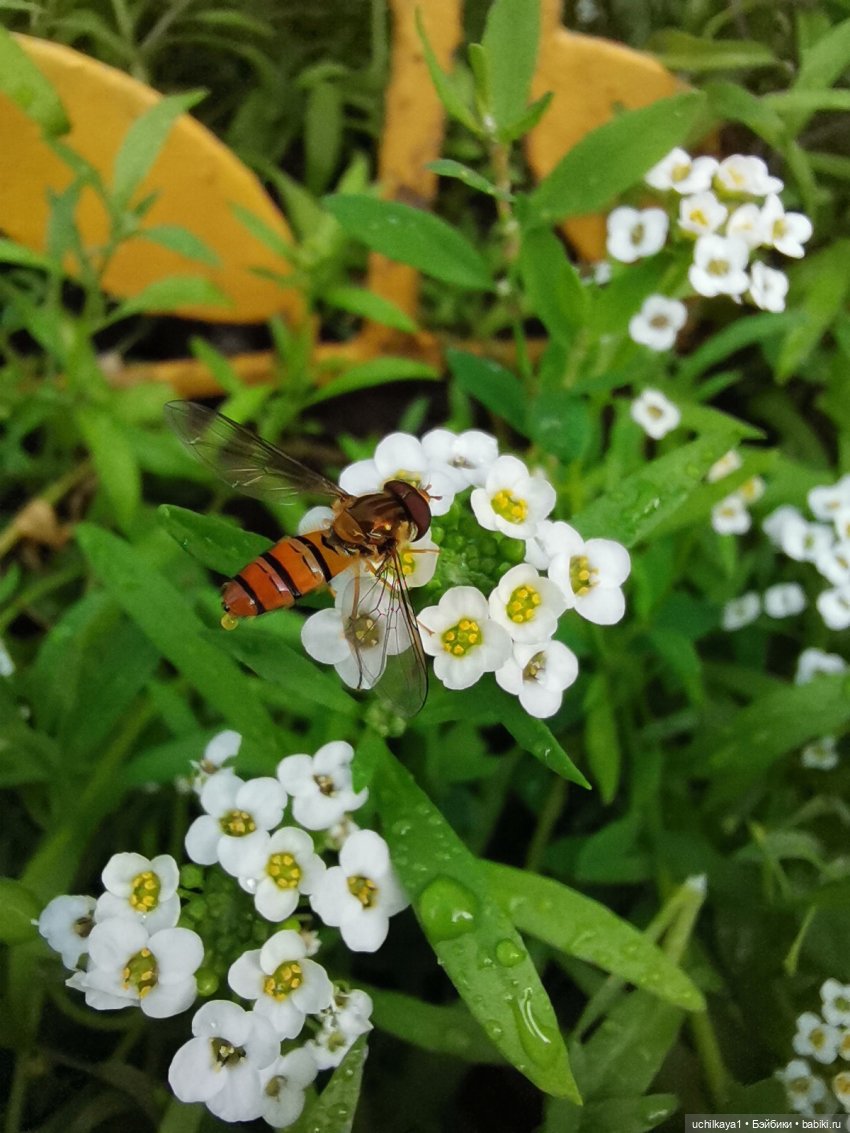 Мирка и Ко. День на природе