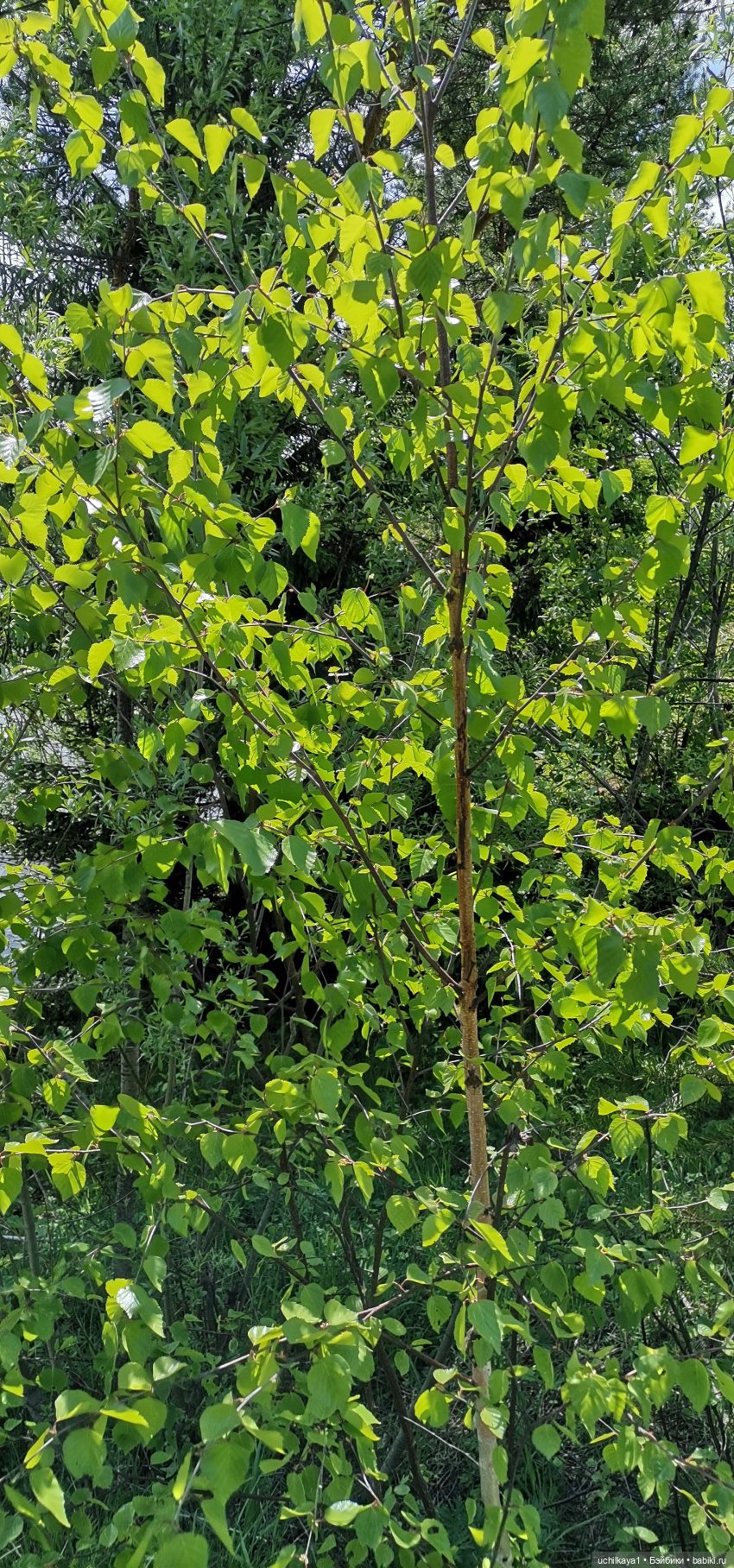 Мирка и Ко. День на природе