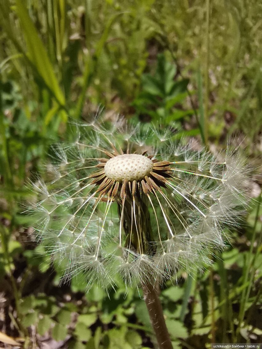 Мирка и Ко. День на природе (фото 10)