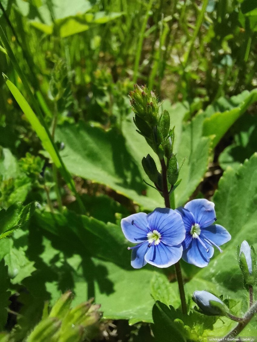 Мирка и Ко. День на природе (фото 9)