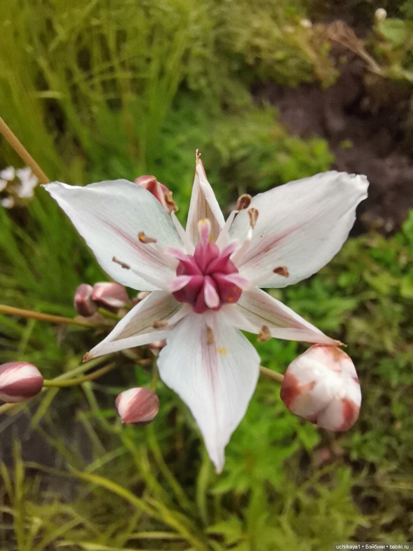 Мирка и Ко. День на природе