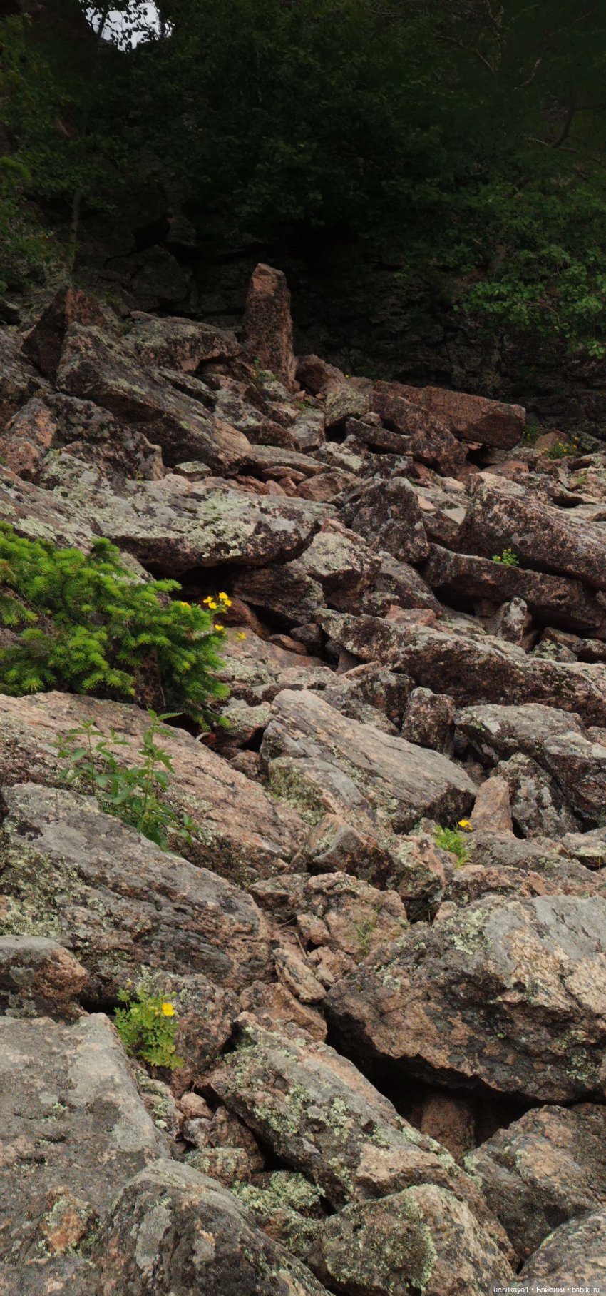 Мирка и Ко. Заповедник "Столбы". Часть 2 (фото 7)