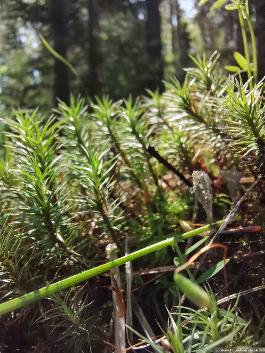 Мирка и Ко. Заповедник "Столбы". Часть 1 (фото 4)