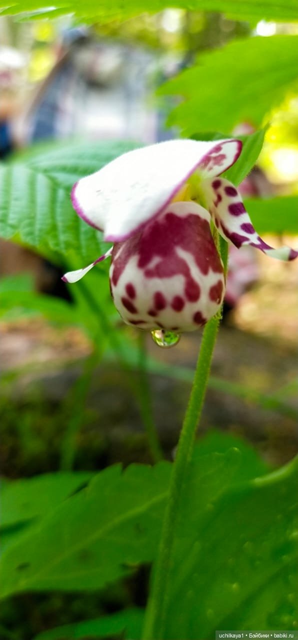 Мирка и Ко. Заповедник "Столбы". Часть 2