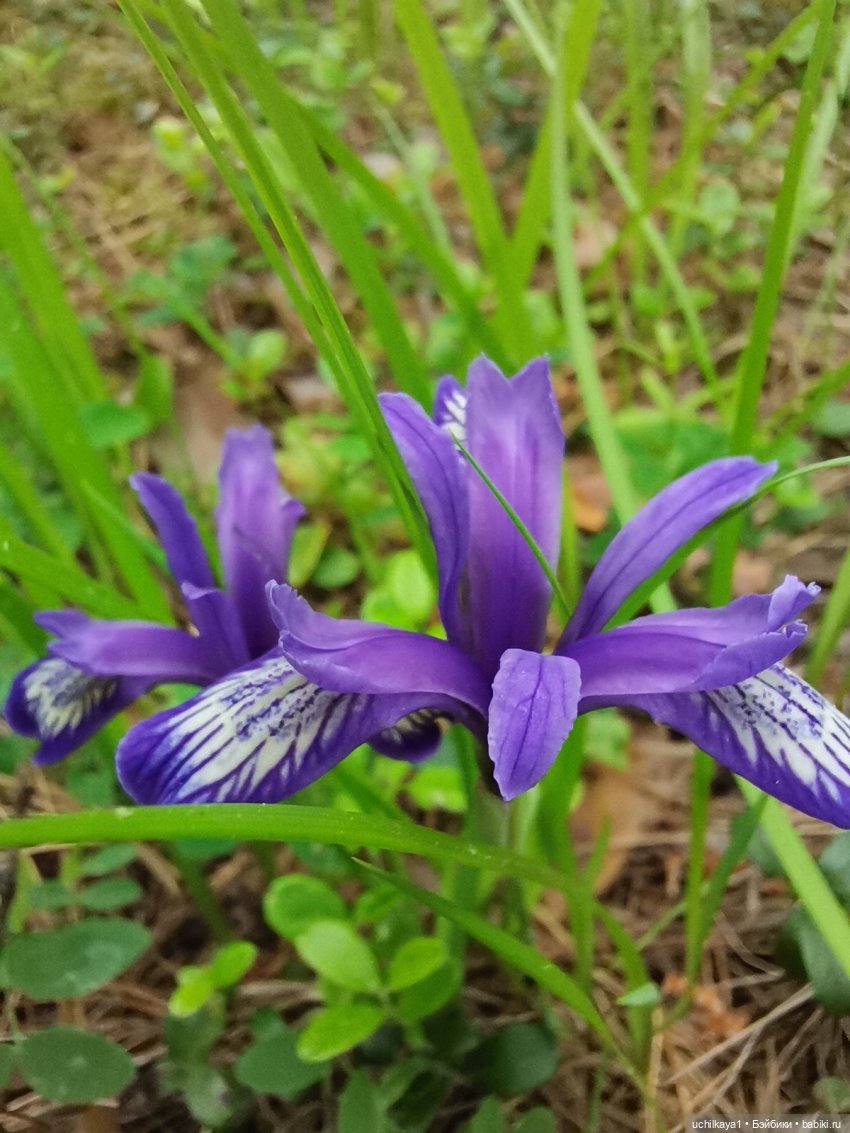 Мирка и Ко. Заповедник "Столбы". Часть 1 (фото 7)