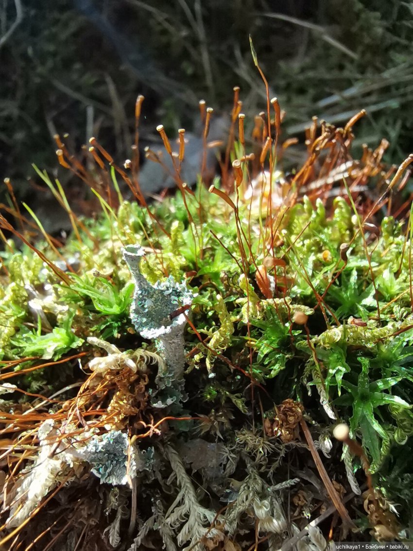 Мирка и Ко. Заповедник "Столбы". Часть 1 (фото 3)