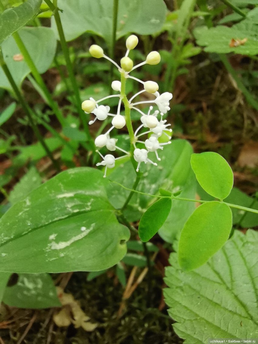 Мирка и Ко. Заповедник "Столбы". Часть 1 (фото 8)