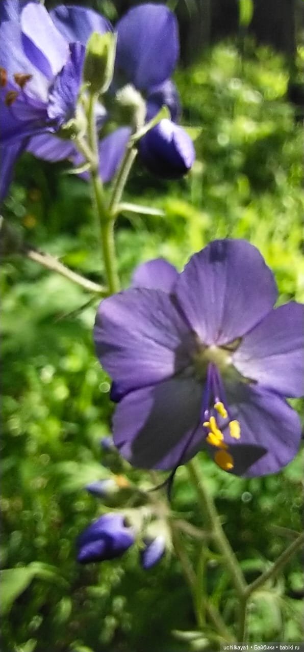 Мирка и Ко. Заповедник "Столбы". Часть 2