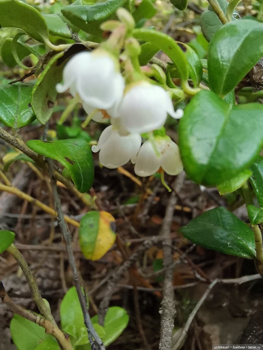 Мирка и Ко. Заповедник "Столбы". Часть 1 (фото 9)