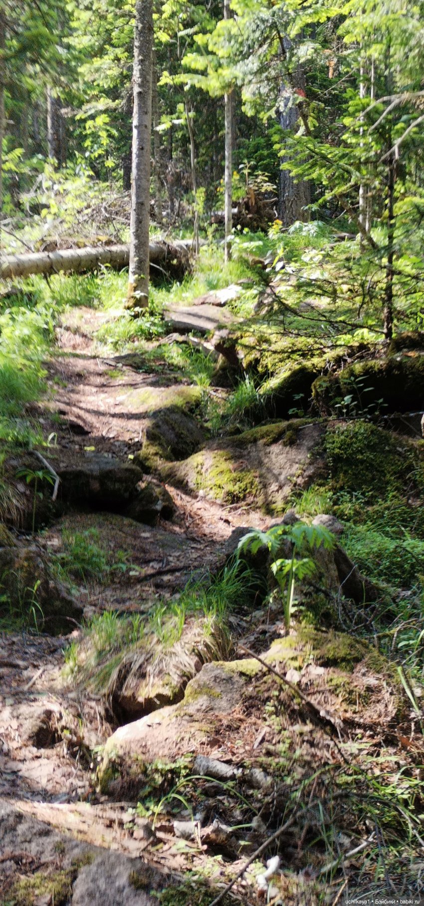 Мирка и Ко. Заповедник "Столбы". Часть 1 (фото 2)