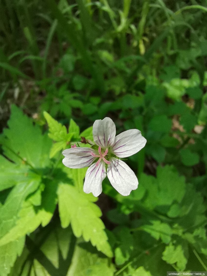 Мирка и Ко. Заповедник "Столбы". Часть 1 (фото 6)