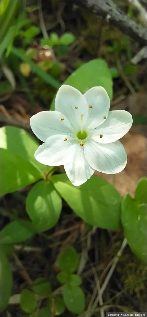 Мирка и Ко. Заповедник "Столбы". Часть 2