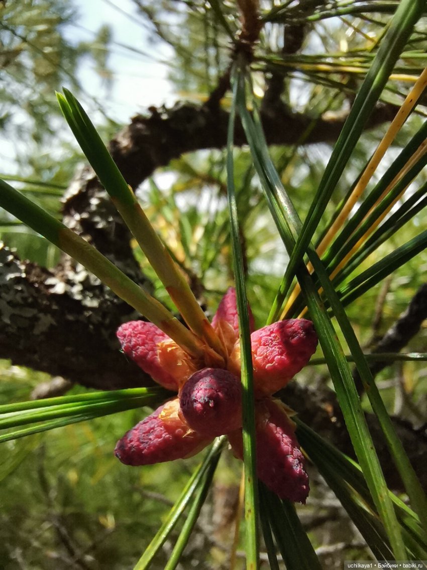 Мирка и Ко. Заповедник "Столбы". Часть 1