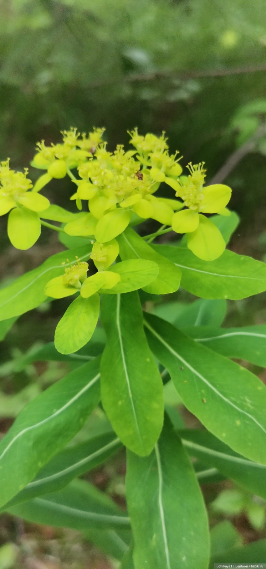 Мирка и Ко. Заповедник "Столбы". Часть 1 (фото 10)