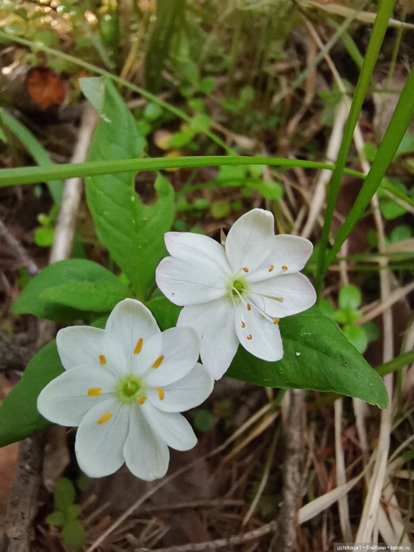 Мирка и Ко. Заповедник "Столбы". Часть 1