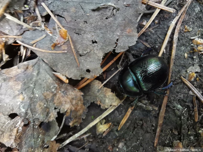 Мирка и Ко. Заповедник "Столбы". Часть 1 (фото 5)