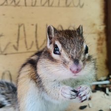 Мирка и Ко. Заповедник "Столбы". Часть 1