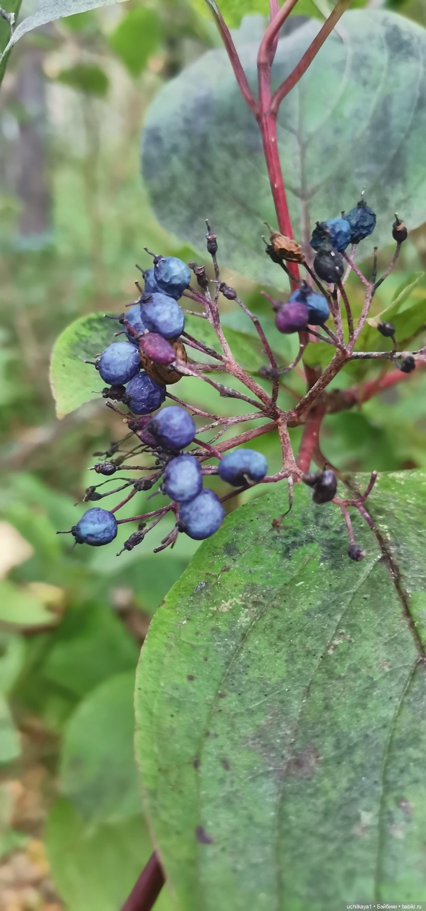 Женькина прогулка. Красноярские "Столбы" (фото 8)