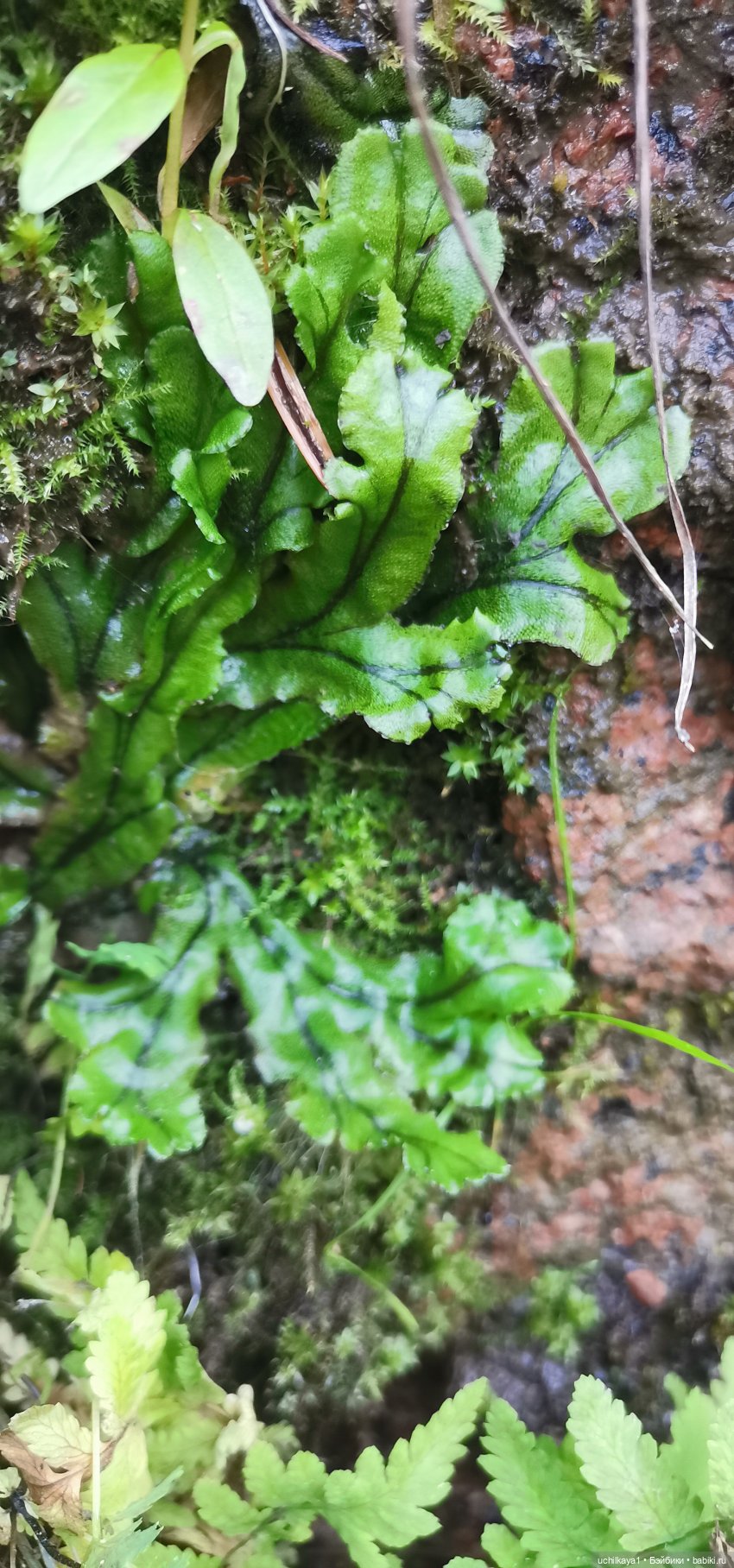 Женькина прогулка. Красноярские "Столбы" (фото 4)