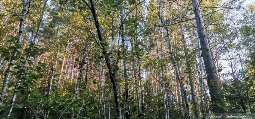 Женькина прогулка. Красноярские "Столбы" (фото 3)