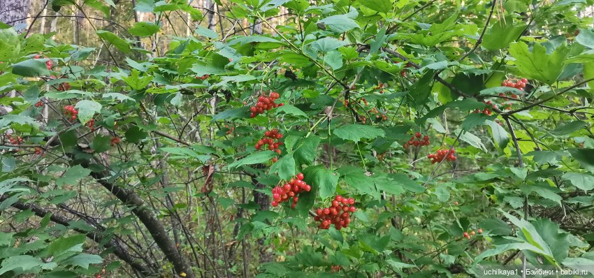 Женькина прогулка. Красноярские "Столбы" (фото 6)