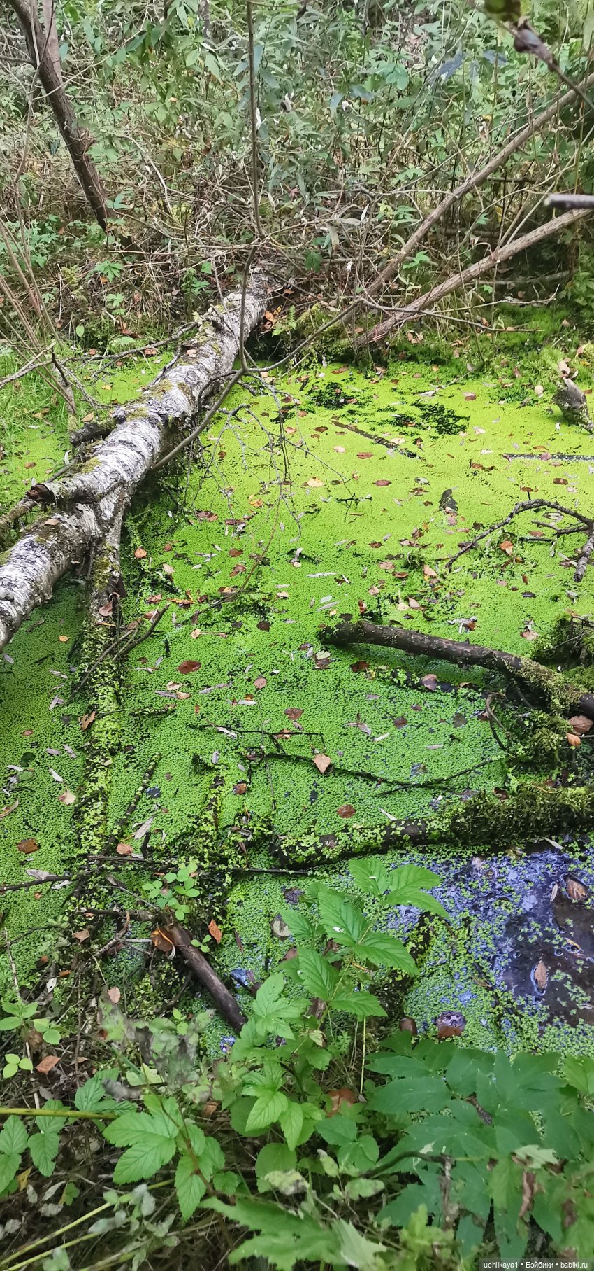 Женькина прогулка. Красноярские "Столбы" (фото 2)