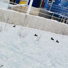 Посылка с Новым Годом