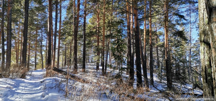 Мирка и Ко. Заповедник "Столбы". Часть 3 (фото 2)