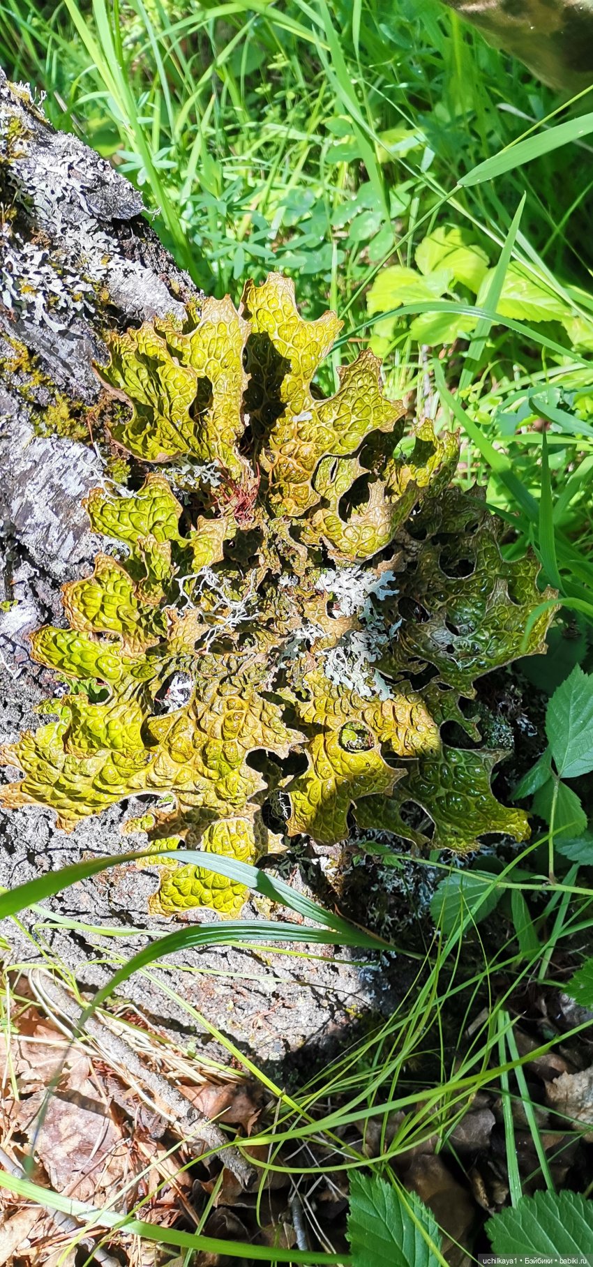 Ергаки. Кордон "Таловка" — Туризм и путешествия: фотоотчеты из поездок (фото 6)