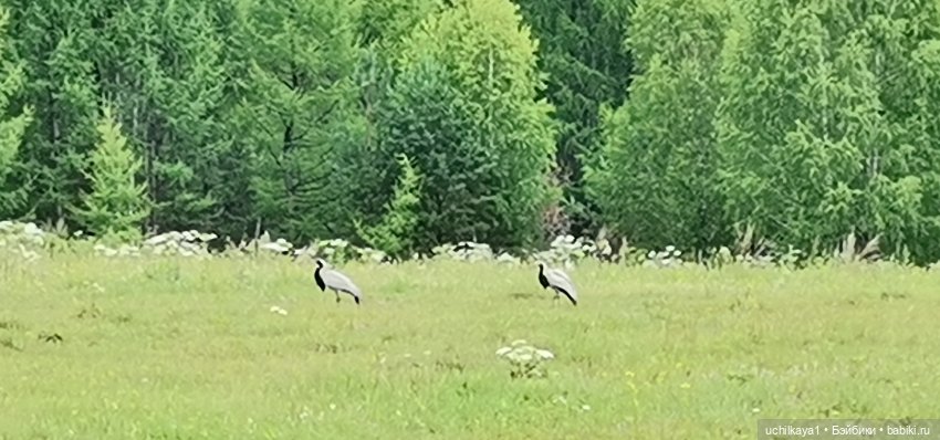 Ергаки. Кордон "Таловка" — Туризм и путешествия: фотоотчеты из поездок (фото 4)
