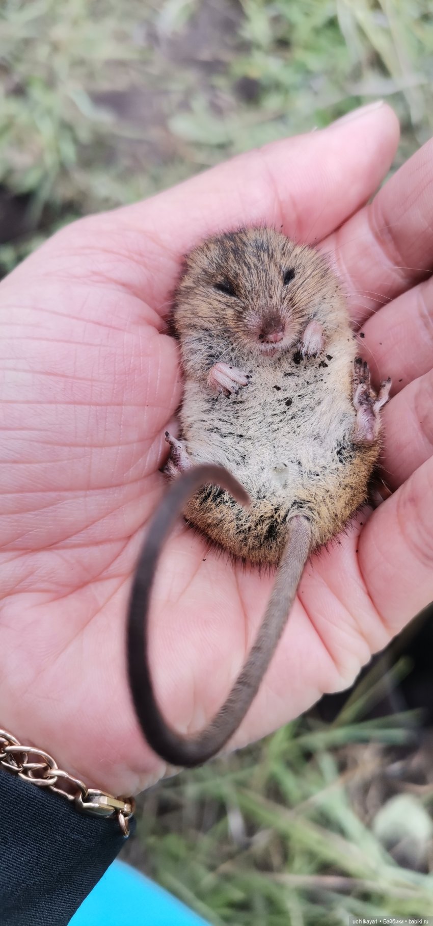 Ергаки. Кордон "Таловка" — Туризм и путешествия: фотоотчеты из поездок (фото 5)