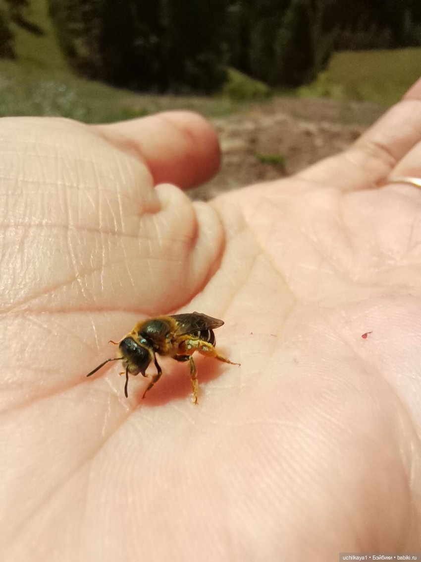 Ергаки. Кордон "Таловка" — Туризм и путешествия: фотоотчеты из поездок (фото 8)