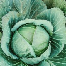 А вы знаете, откуда берутся дети?