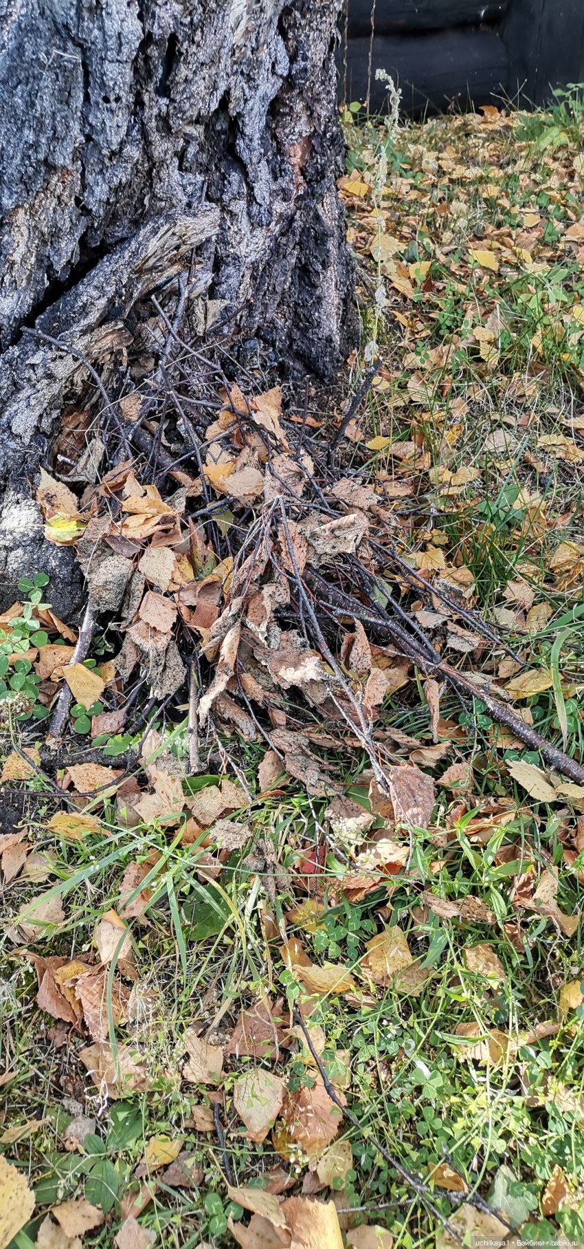 Пацанячьи забавы — Куклы и тела Obitsu 11 (Ob11): гибриды (фото 2)