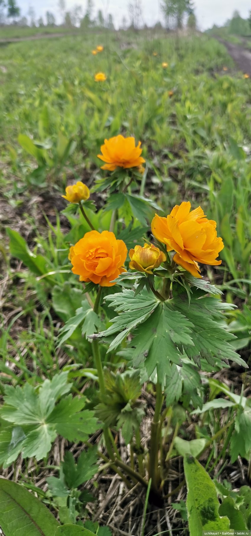 Лесные жители — Домашние фото авторских игрушек: Тедди (фото 10)