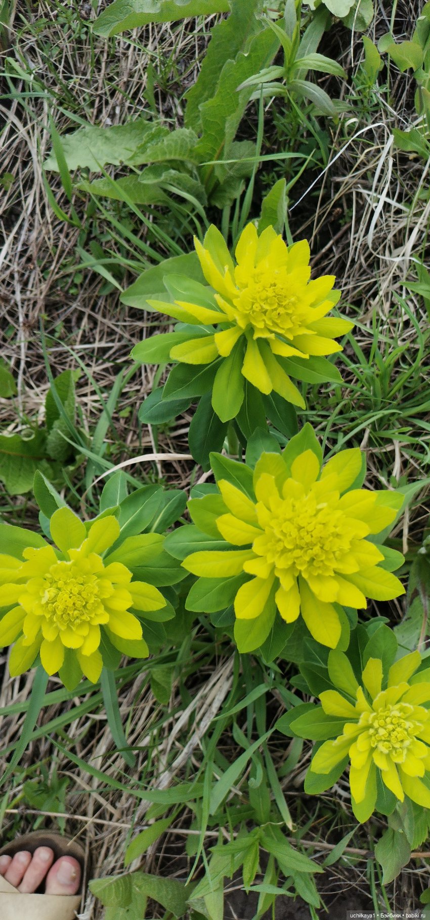 Лесные жители — Домашние фото авторских игрушек: Тедди (фото 8)