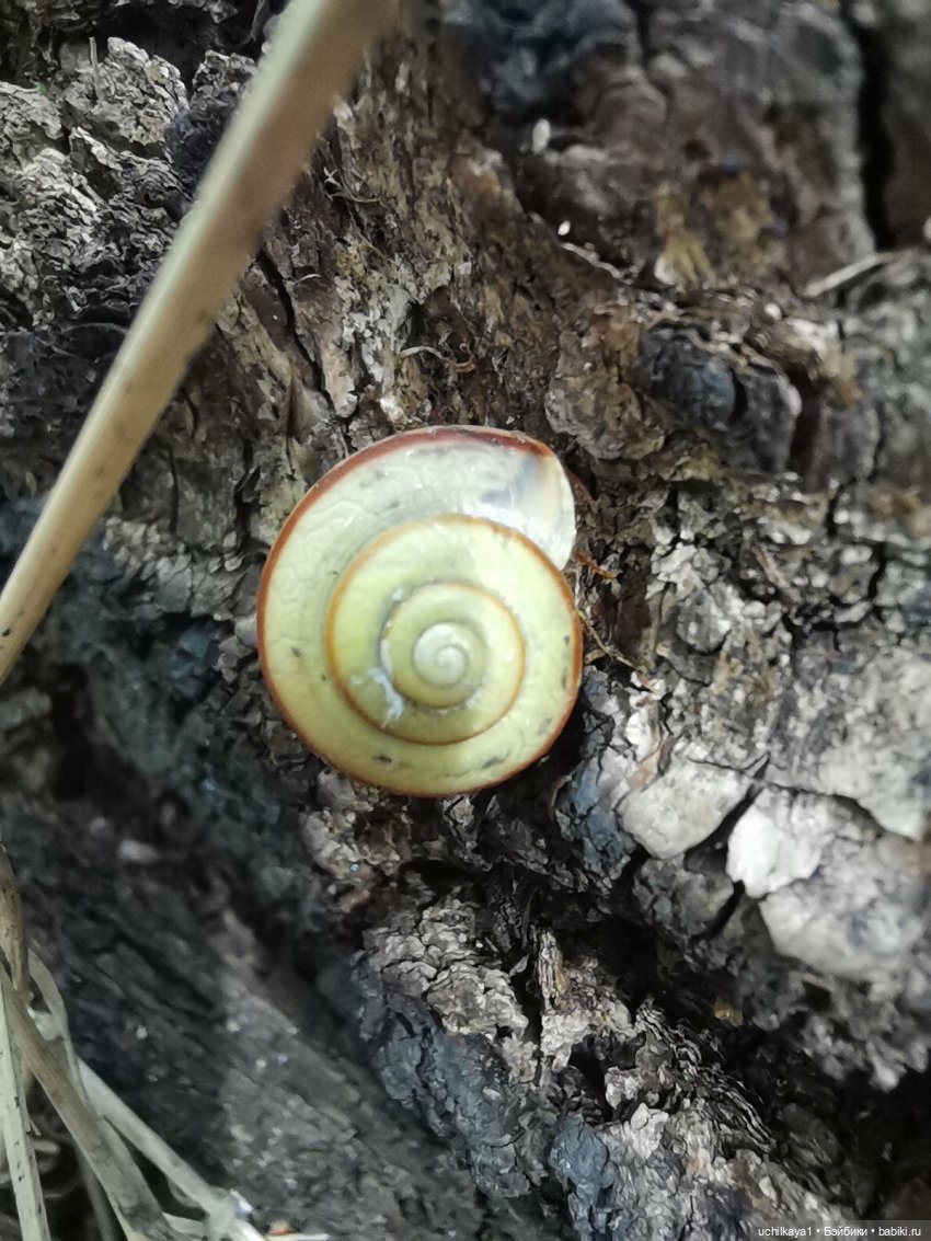 Лесные жители — Домашние фото авторских игрушек: Тедди