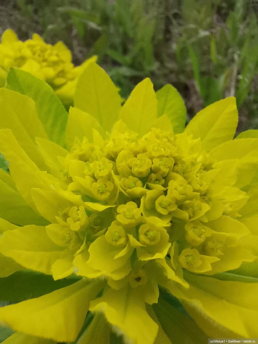 Лесные жители — Домашние фото авторских игрушек: Тедди (фото 9)