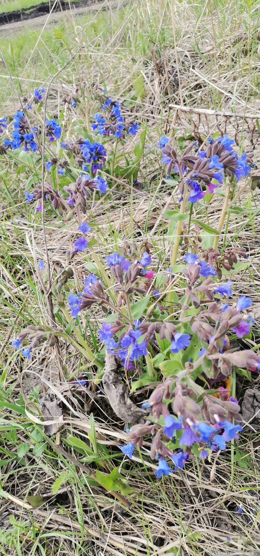 Лесные жители — Домашние фото авторских игрушек: Тедди (фото 5)