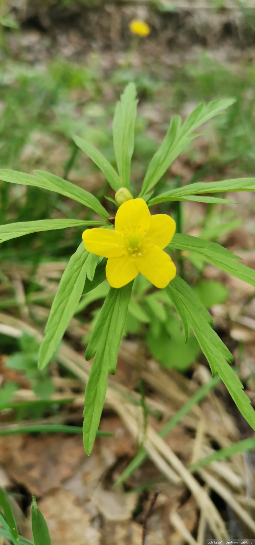 Лесные жители — Домашние фото авторских игрушек: Тедди