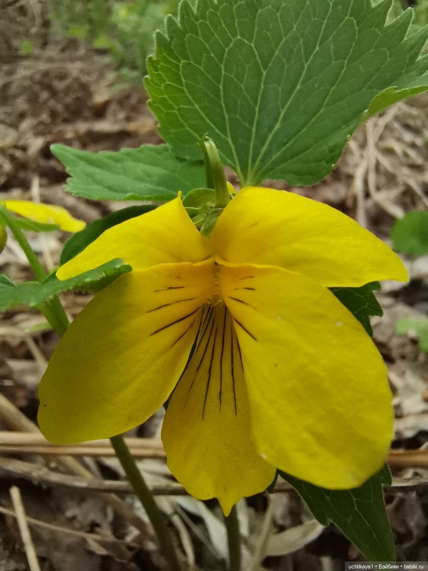 Лесные жители — Домашние фото авторских игрушек: Тедди