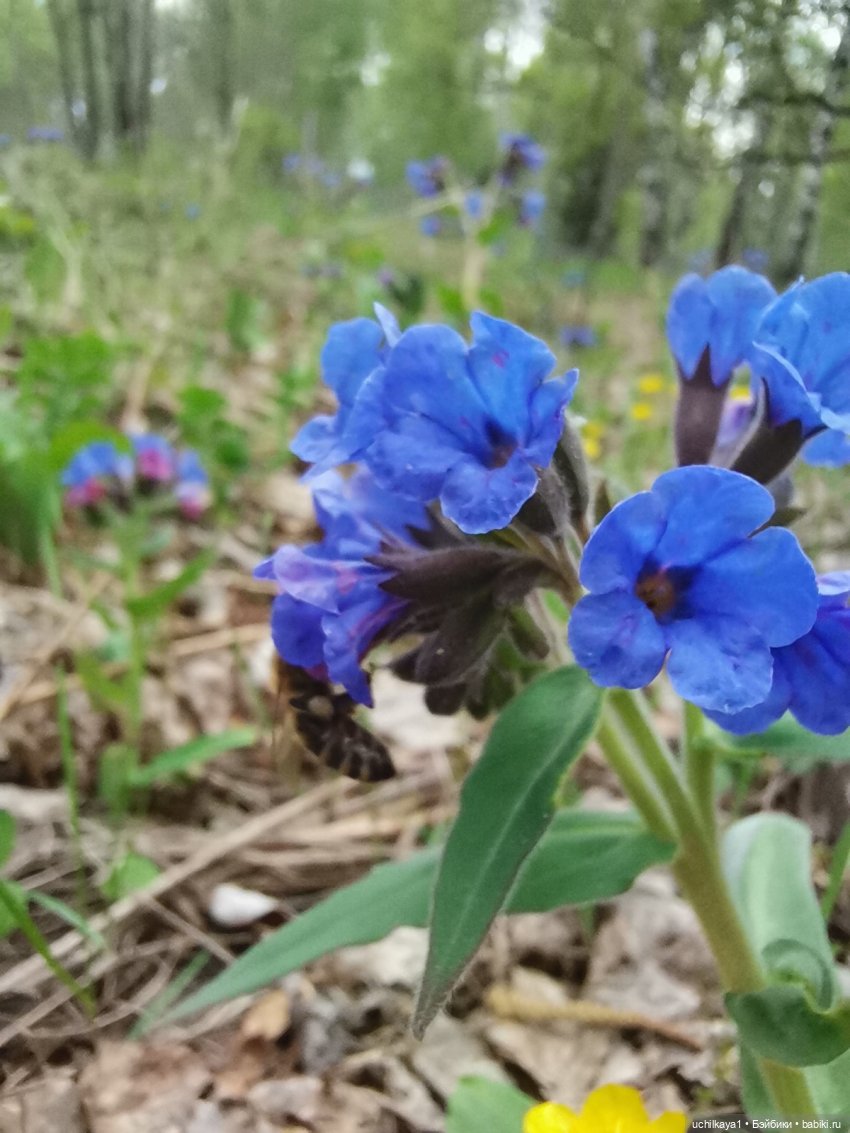 Лесные жители — Домашние фото авторских игрушек: Тедди