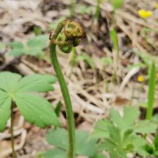 Лесные жители