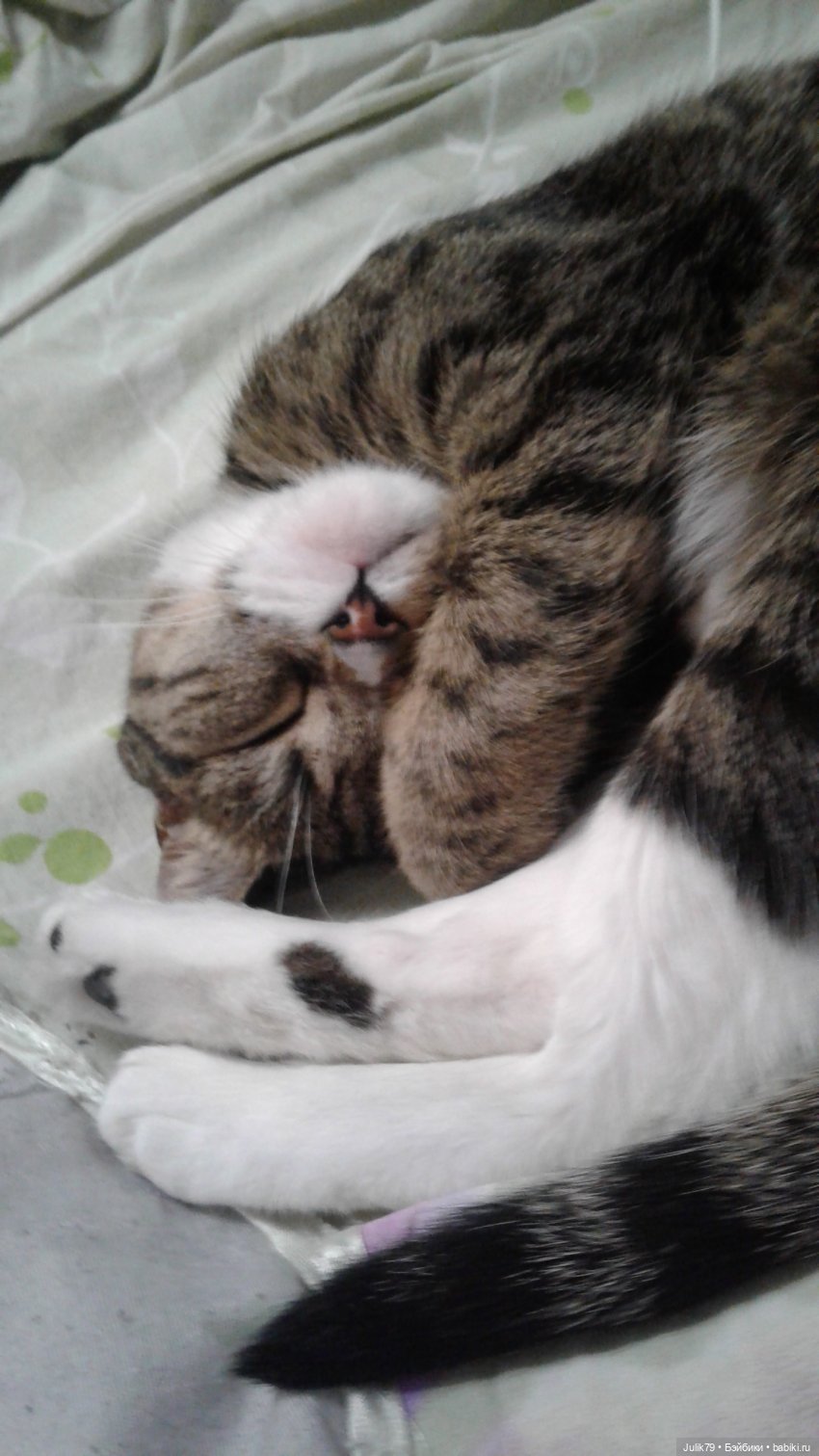 А у нас байкот. Моя Рысь дрыхла