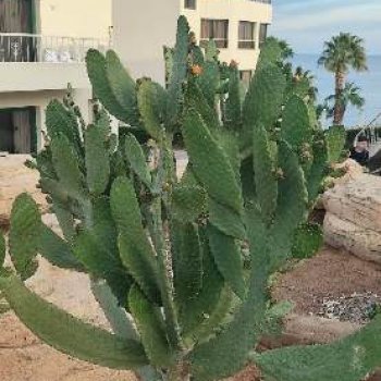 Старый Новый год в Египте. Часть 3