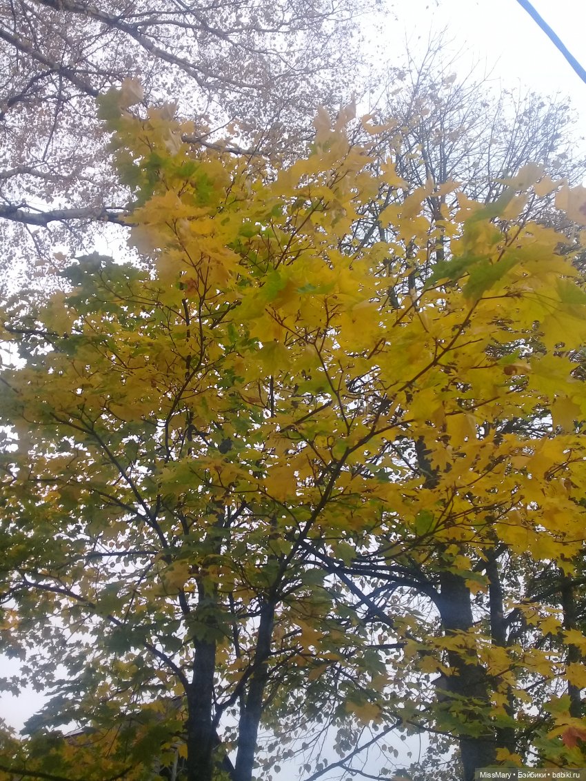 Пташкино гнездо. Глава 1. "Ленивое солнце октября"